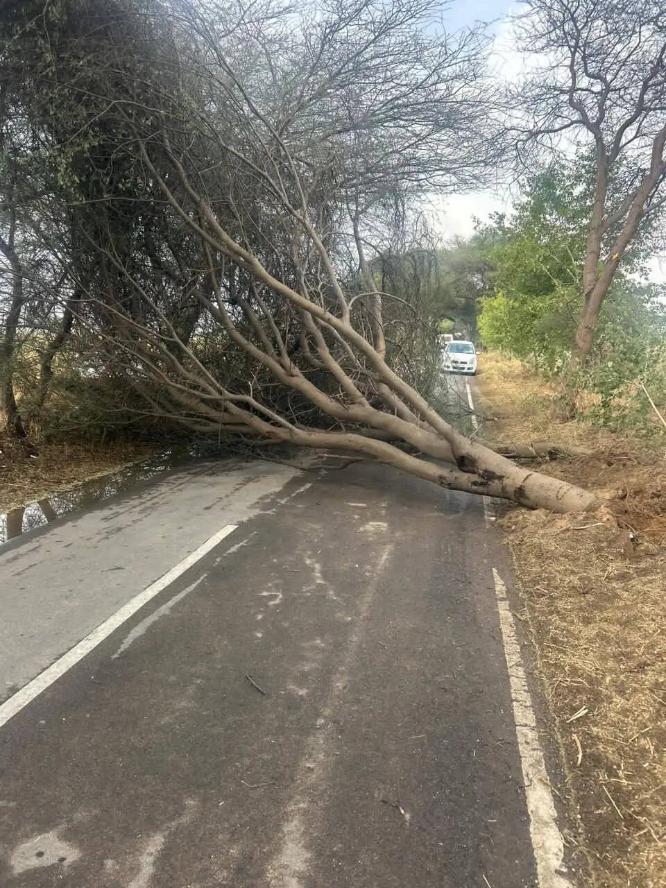 chopta-storm-damage-haryana-weather