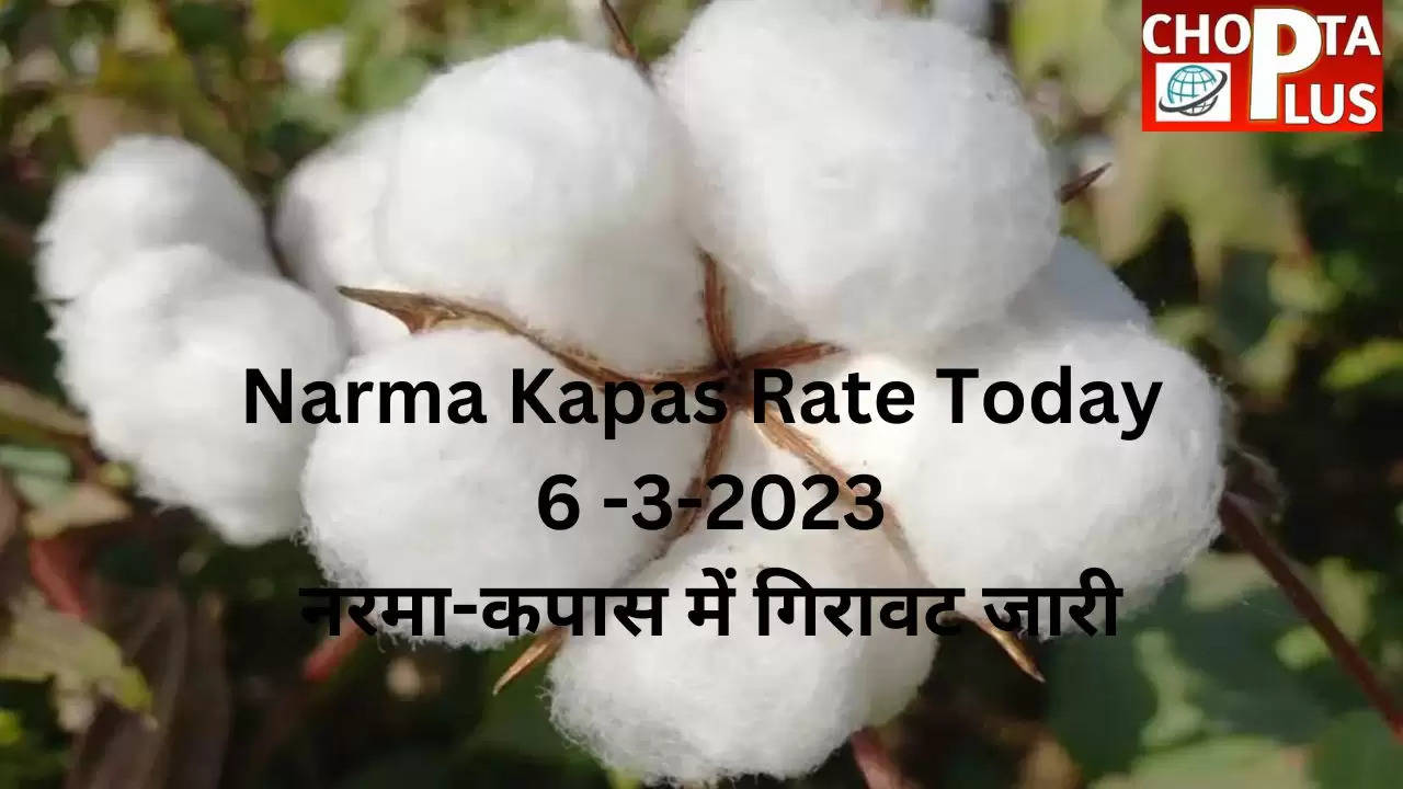 Narma Kapas Rate Today 6 -3-2023  नरमा-कपास में गिरावट जारी