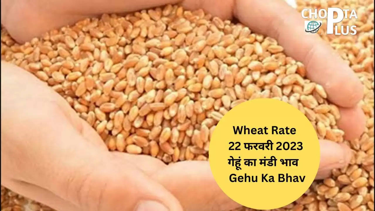 Wheat Rate (22 फरवरी 2023): गेहूं का मंडी भाव आज का | Gehu Ka Bhav