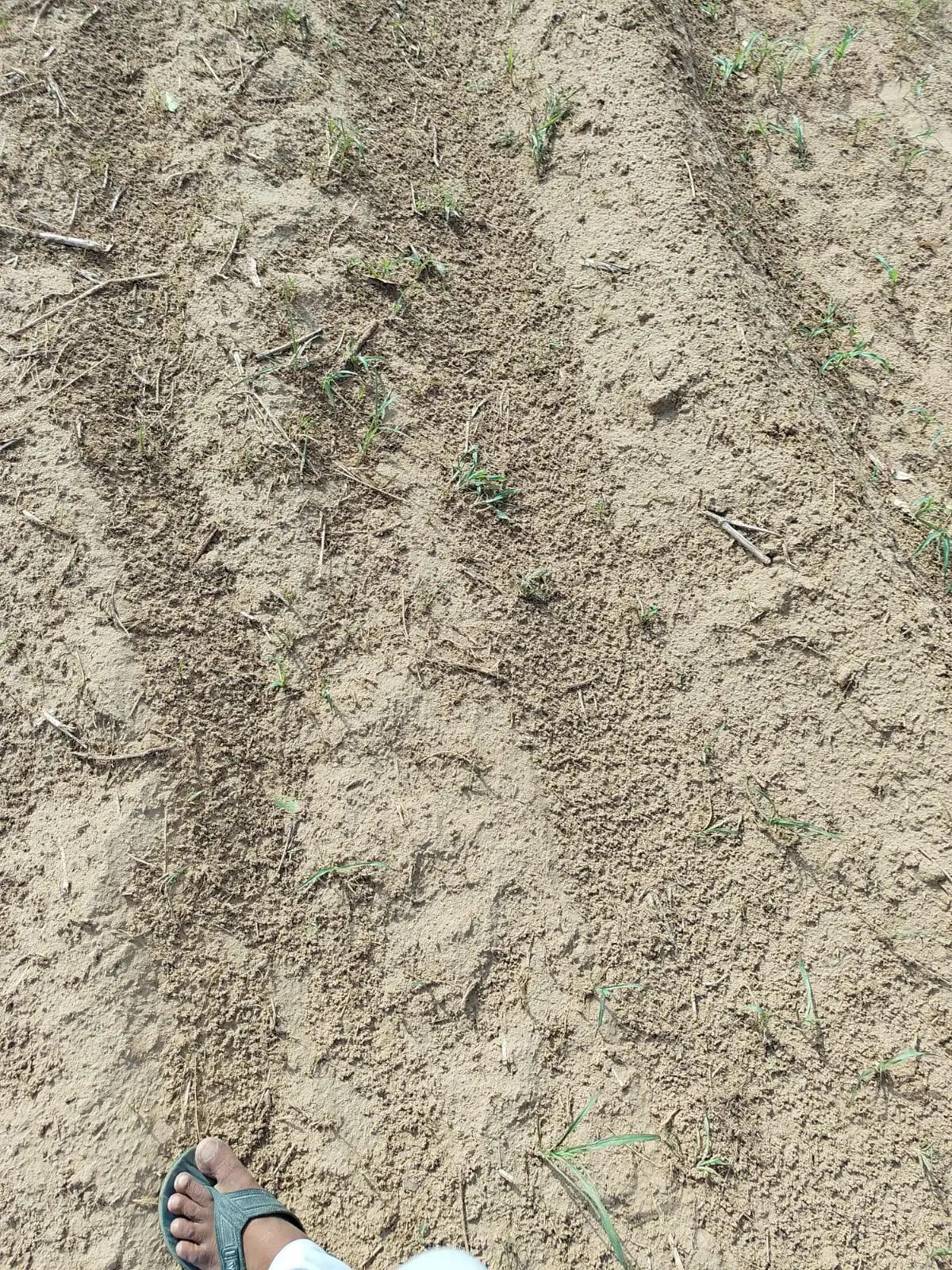 narma kapas crop damage haryana