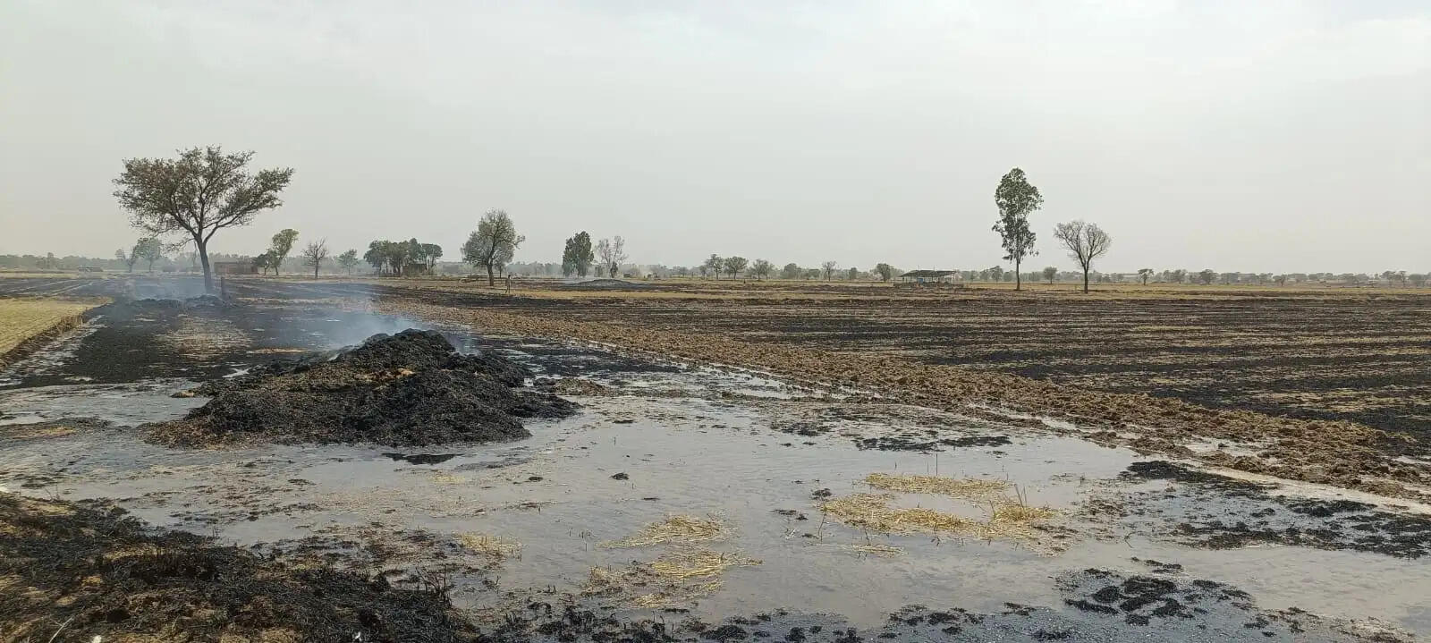 Nathusari Kalan Wheat Straw Fire Sirsa 2026