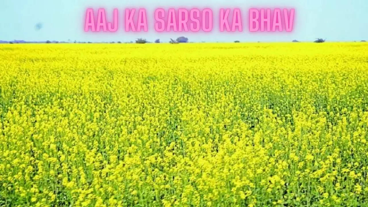Aaj Ka Sarso ka bhav
