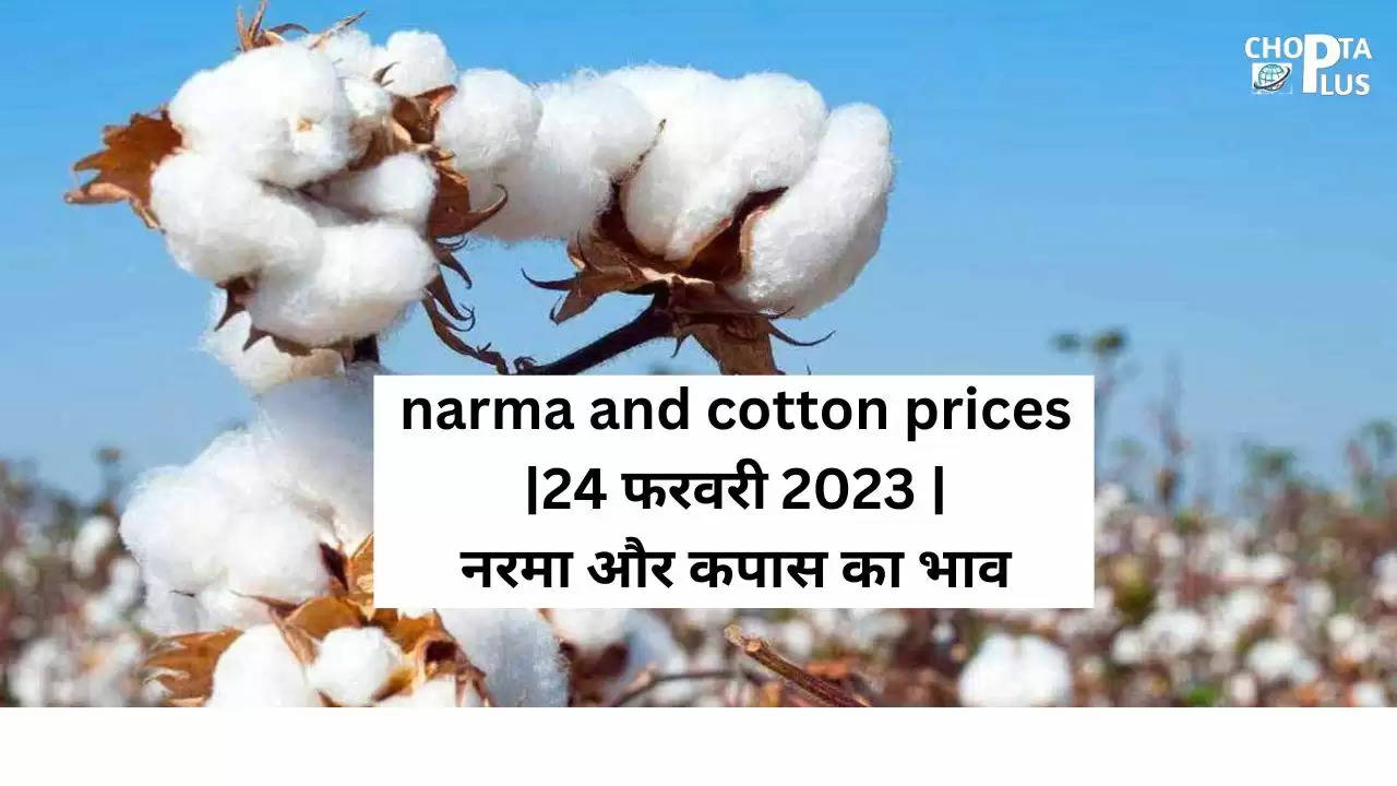 narma and cotton prices|24 फरवरी 2023 | नरमा और कपास का भाव 