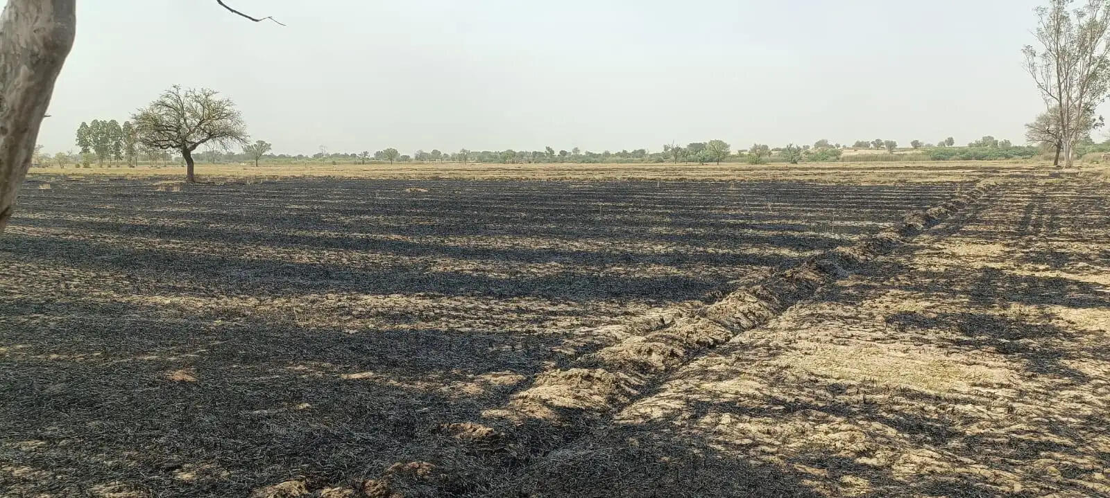 Nathusari Kalan Wheat Straw Fire Sirsa 2026