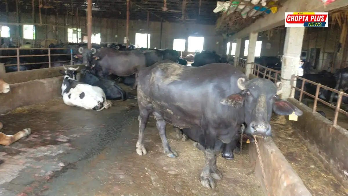 akshay kumar jewaliya