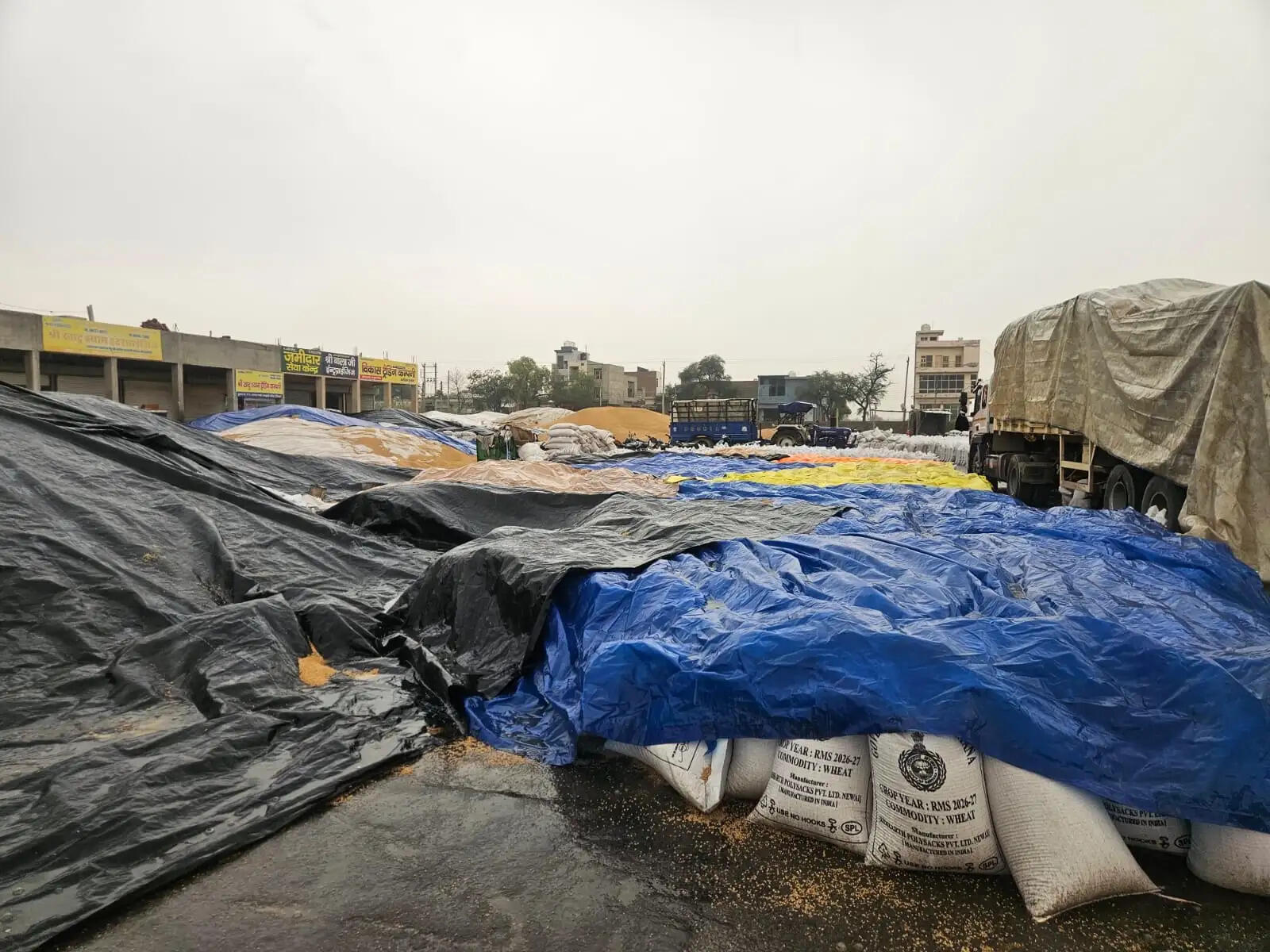 Wheat Crop Damage Unseasonal Rain Chopta