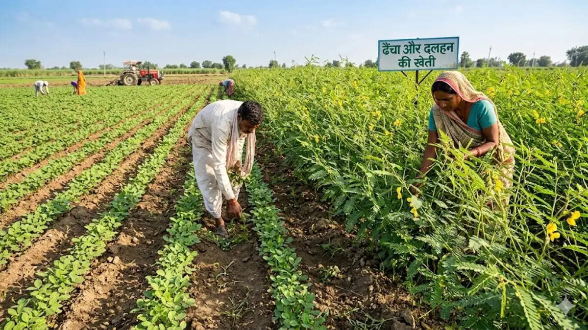 Haryana Govt 1000 Rs Incentive For Alternative Farming
