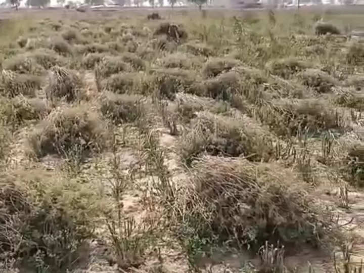 सौंफ (Fennel)  की खेती से किसान बना मालामाल, जाने सौंफ (Fennel)  की बिजाइ का समय ओर विधि  